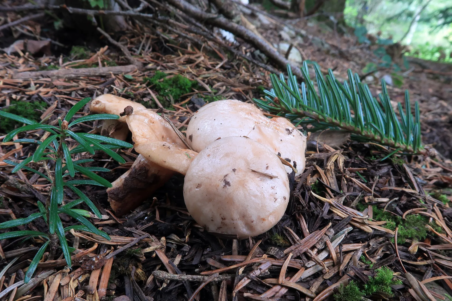 Lactarius albocarneus - 1 - IMG_6321